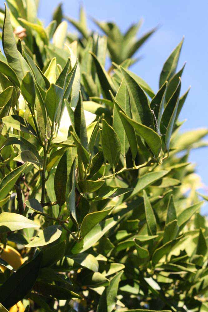            Sun leaves (Riverside, CA)   